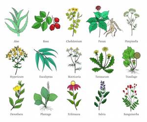 Ручной обращается лечебные травы