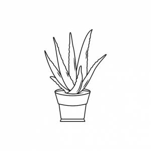 Раскраски алоэ вера черно-белый