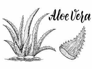 Ботанический алоэ вера эскиз алоэ вера набор листьев растений и кусочки изолированные