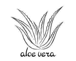 Коллекция лекарственных растений алоэ вера и надпись