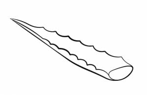 Ручной рисунок стебля алоэ рисунок части растения алоэ вера в стиле каракулей