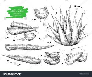 рисованная ботаническая алоэ вера