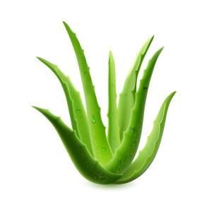 Aloe vera plant vector