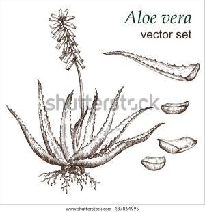 Алоэ вера растение, ботанический рисунок