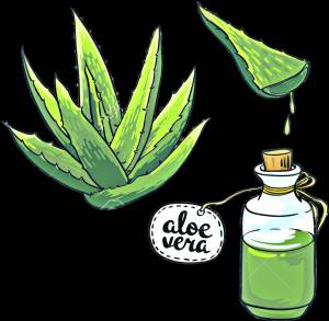 Детский рисунок алоэ