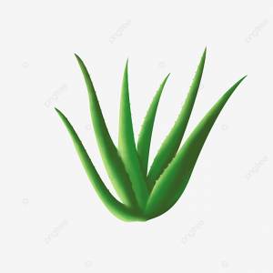 алоэ вера реалистичный стиль Png PNG , алоэ, реалистичный стиль, растение PNG картинки и пнг PSD рисунок для й загрузки