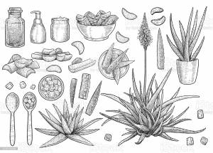 Алоэ вера рисунок