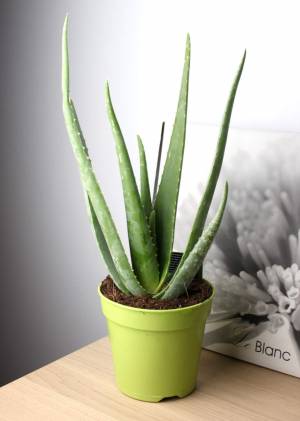 Алоэ Вера ⌀12 35 см