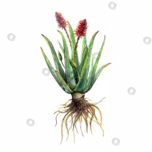 Акварельный ботанический рисунок всего растения алоэ вера со стеблями, листьями, корнями, цветами, соцветиями на белом фоне