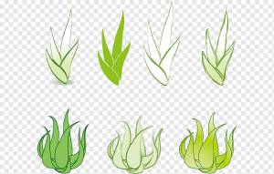 Алоэ вера евклидово рисунок, алоэ материал, cdr, png Материал, лист png