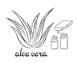 Сбор лекарственного растения алоэ вера и сочный срез стебля