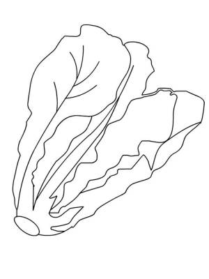 Раскраски Салат