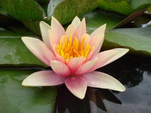 Водяная ля посадка, уход и размножение