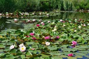 Нимфеи, водяные ли