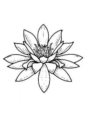 Раскраски Водяная Ля