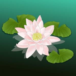 Водяная ля в пруду с листьями, карикатурный рисунок векторной иллюстрации розового лотоса