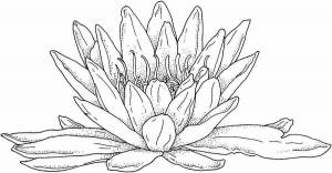 Раскраски Кувшинка