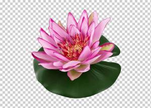 Водяные ли Цвет Садовый пруд Рисунок Nelumbo nucifera, водяные ли, синий, цвет, ля png