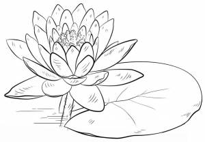 Кувшинка белая рисунок карандашом