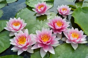 Отличия водяных лй от лотосов