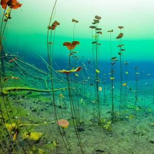 Кувшинка оранжевая Команч для пруда