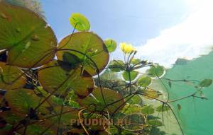 Кувшинка оранжевая Команч для пруда