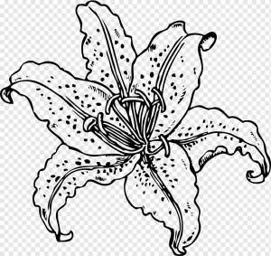 Пасхальная ля Тигровая ля Lilium bulbiferum, водяные ли, Разное, белый, лист png