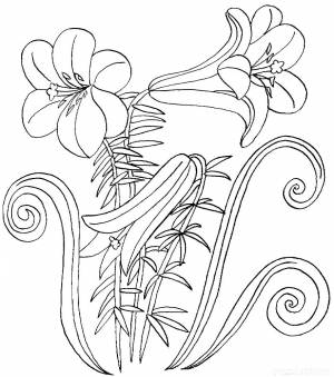 Раскраска Ли