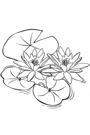 DataLife Engine > Версия для печати > Кувшинка белая раскраска