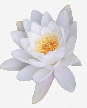 Белая водяная ля в пруду с лотосами PNG , лето, растение, Лотос пруд PNG рисунок для й загрузки