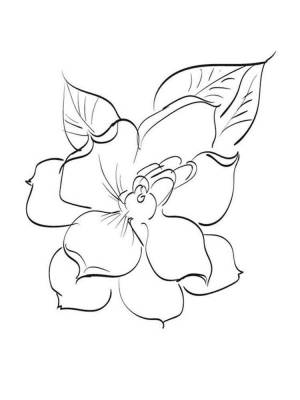 Раскраска Гардения