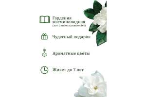 Набор подарочный для выращивания растений Вырасти, Дерево!, Гардения жасминовидная