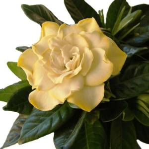 Картинки гардения цветы