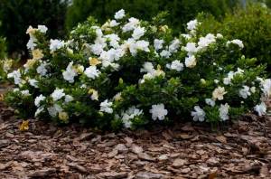 Картинки гардения цветы