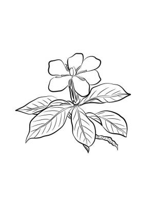 Раскраска Гардения