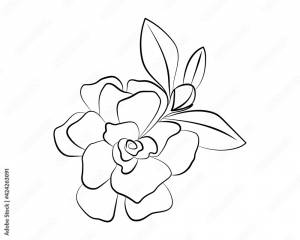 Indoor plant gardenia jasmine