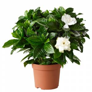 Гардения Жасминовидная