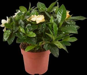 Гардения жасминовидная 13x27 см