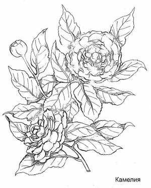Раскраски Раскраска Камелия цветы