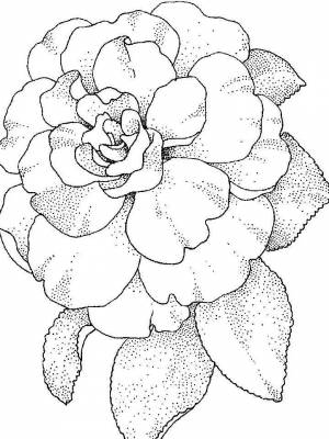 Раскраска цветок Камелия   в формате