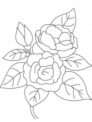 Раскраска цветок Камелия картинка онлайн