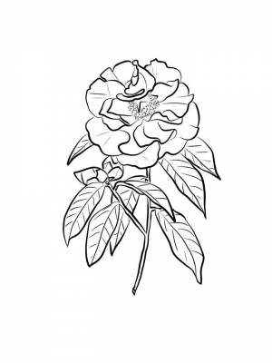 Раскраска цветок Камелия картинка для детей
