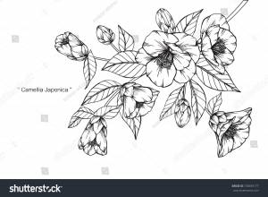 Ручной рисунок и эскиз Камелия японская