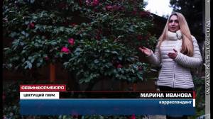 В крымском парке «Айвазовское» в феврале цветёт камелия, сакура и жасмин