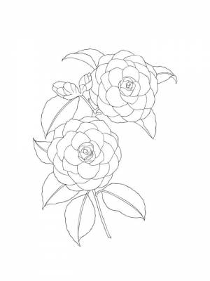 Раскраска цветок Камелия   в формате