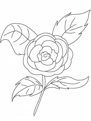 Картинка цветок Камелия онлайн