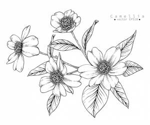 Цветочные рисунки камелии