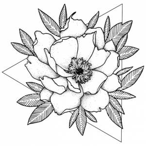 Камелия цветок линии искусства иллюстрации