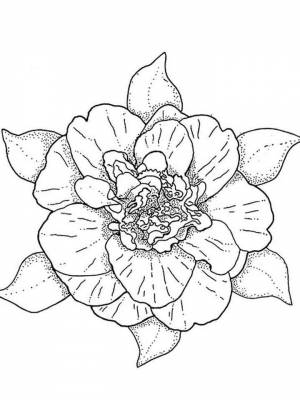 Раскраска цветок Камелия для детей