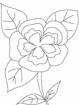 Раскраска цветок Камелия картинка  для детей